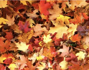 Stock de fausses feuilles mortes